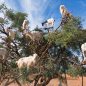 Les Meilleurs Excursions, Tours et Activités au Maroc